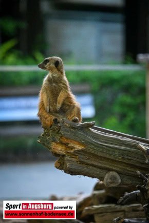 Charity-Lauf-Zoo-Augsburg_2048