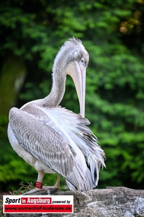 Charity-Lauf-Zoo-Augsburg_2141