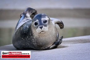 Charity-Lauf-Zoo-Augsburg_2184